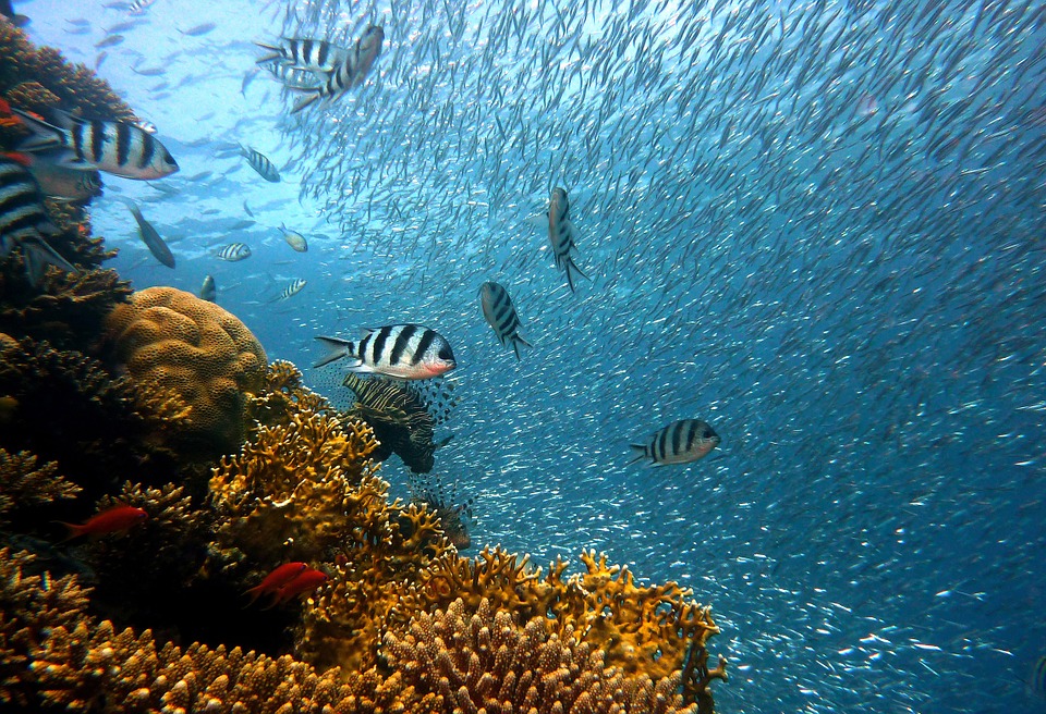 plongée sous-marine