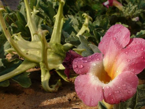 L’Harpagophytum, un remède contre vos problèmes d’articulations ?